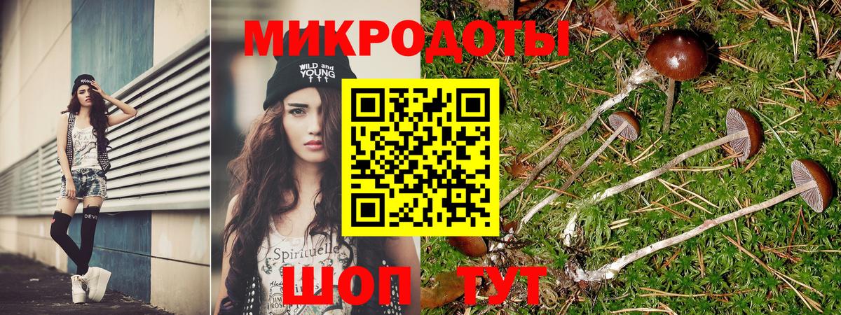 Псилоцибиновые грибы Psilocybe Сургут